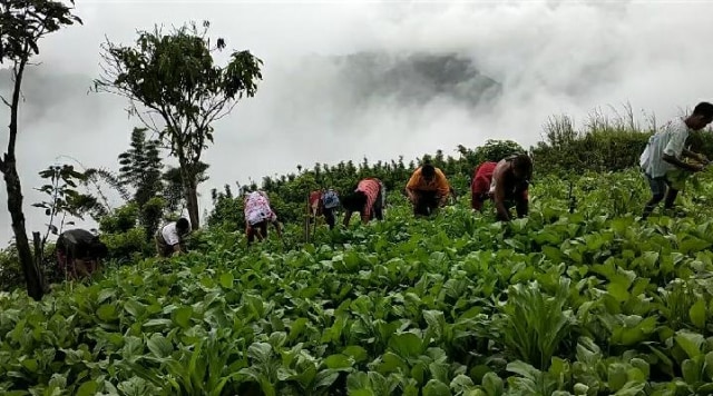 Mendaki Bukit Kimang Buleng NTT Ladang Sayur yang 