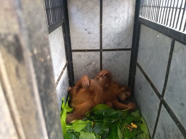 Sepasang anak orangutan diamankan dari rumah warga di Kecamatan Bahorok, Langkat. Foto : SumutNews