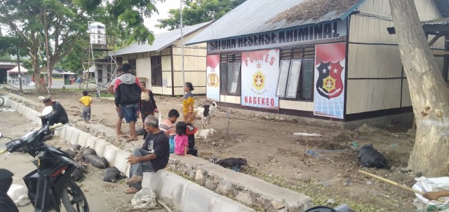 Penjual dan pembeli melakukan transaksi jual beli hewan ternak di halaman Kantor Polres Nagekeo. Foto: Arkadius Togo. 