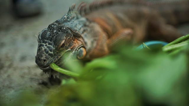 Melihat Penangkaran Iguana Di Palembang Kumparan Com