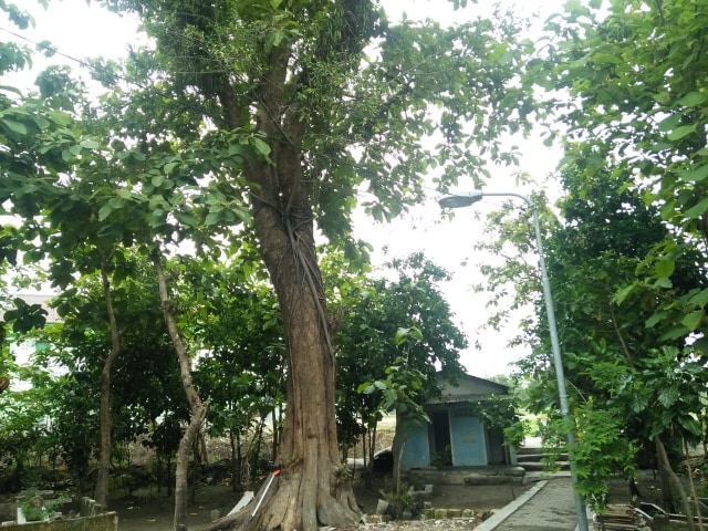 Petilasan Pangeran Benowo di area Pemakaman Benowo Krajan. Foto-foto : Amanah Nur Asiah/Basra