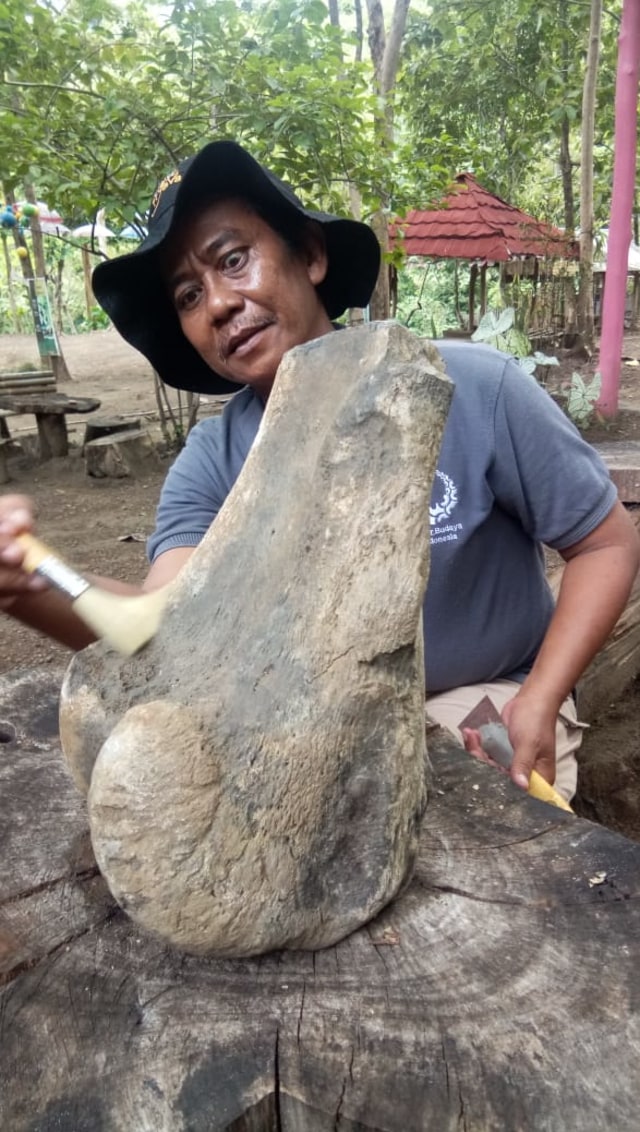 Kasi Cagar Budaya Disparbud Kabupaten Indramayu Tinus Suparto saat membersihkan fosil hewan vertebrata jenis stegodon atau gajah purba yang ditemukan warga. (Taufik)