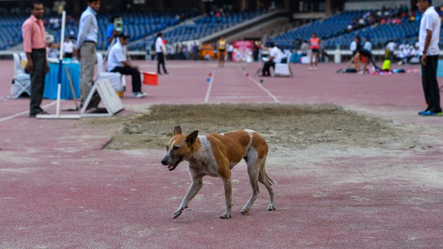Ilustrasi anjing liar. Foto: AFP/CHANDAN KHANNA