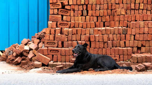 Ilustrasi anjing liar. Foto: AFP/LAURÈNE BECQUART