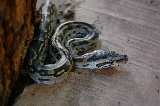 Ilustrasi ular (Foto: Pixabay)