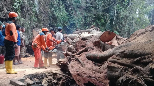 Pemotongan pohon setinggi 50 meter di Bali yang tumbang, Rabu (15/1). Foto: Dok. Istimewa