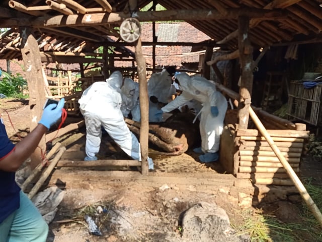 Petugas dari Dinas Pertanian dan Pangan Gunungkidul mengevakuasi ternak yang mati mendadak, Rabu (15/1/2020). Foto: Erfanto.