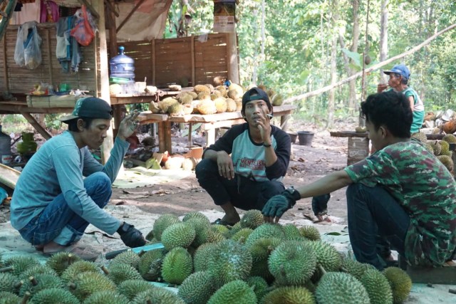 Wisata Durian Lampung Selatan: Bayar Rp 60 Ribu, Makan Sepuasnya (1083015)
