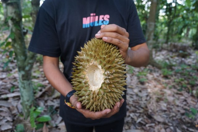 Wisata Durian Lampung Selatan: Bayar Rp 60 Ribu, Makan Sepuasnya (1083016)