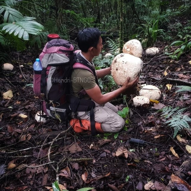 Jamur raksasa ditemukan di Gunung Ciremai. Foto: Hendri dan Aah - BTNGC