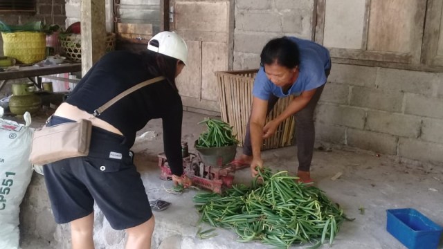 Panen Vanili di Jembrana- KR7
