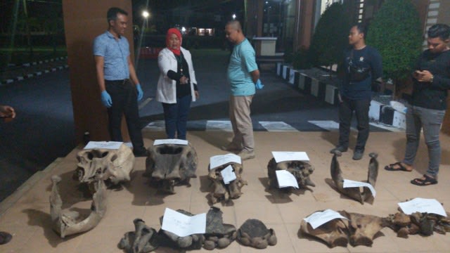 Kerangka bangkai gajah liar yang tinggal tulang yang ditemukan di Kabupaten Aceh Jaya. Foto: Dok. BKSDA Aceh