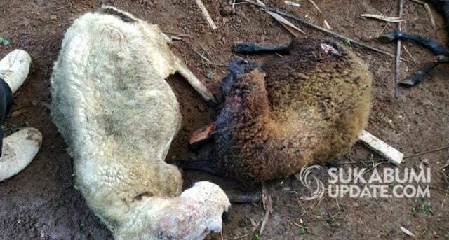 Ternak milik warga Kampung Babakan RT 05/02, Desa Purabaya, Kecamatan Purabaya, Kabupaten Sukabumi, ditemukan mati dengan bekas gigitan diduga hewan buas. | Sumber Foto:Ragil Gilang