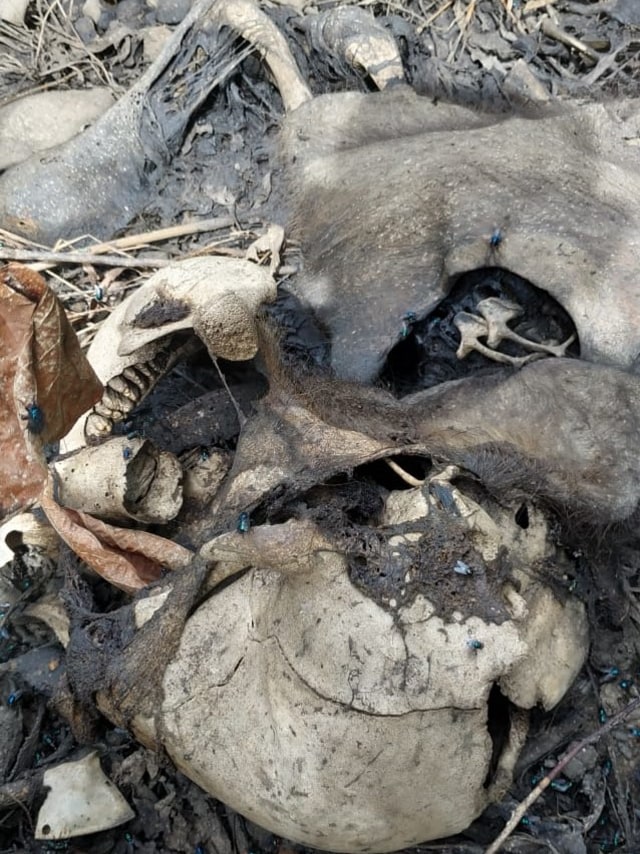 Bangkai anak gajah yang ditemukan mati membusuk di Aceh Utara, Januari 2020. Dok. BKSDA Aceh
