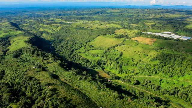 Ilustrasi hutan di Panama. Foto: Shutter Stock