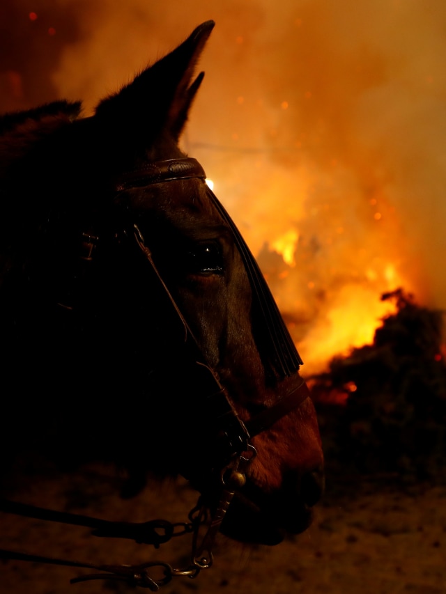 Kuda yang digunakan saat perayaan tahunan "Luminarias" di desa San Bartolome de Pinares, Madrid, Spanyol. Foto: REUTERS/Juan Medina