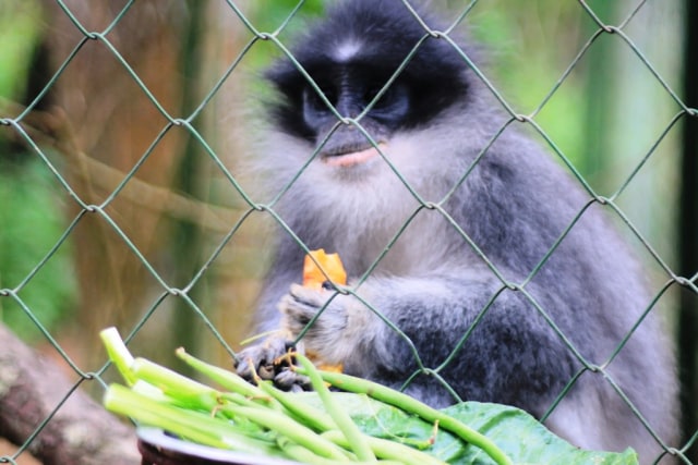 Buah Buah Langka Dan Top Di Jakarta Mengenal Monyet Surili yang Bikin Heboh Warga Cianjur 