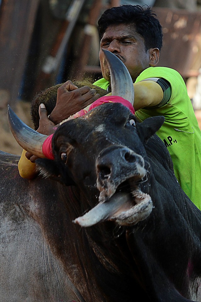 Seorang peserta mencoba untuk mengendalikan seekor sapi jantan selama festival tahunan jinak menjinakkan 'Jallikattu' di desa Allanganallur, India. Foto: Arun SANKAR / AFP