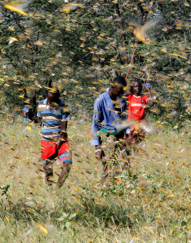 Sejumlah warga Samburu berusaha menangkis segerombolan belalang gurun yang terbang di atas tanah penggembalaan di desa Lemasulani, Kabupaten Samburu, Kenya. Foto: REUTERS/Njeri Mwangi