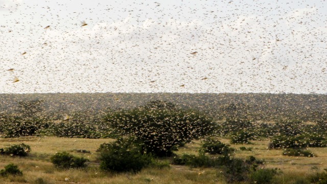 Sekelompok belalang gurun terbang di atas tanah penggembalaan di desa Nakwamuru, Kabupaten Samburu, Kenya. Foto: REUTERS/Njeri Mwangi
