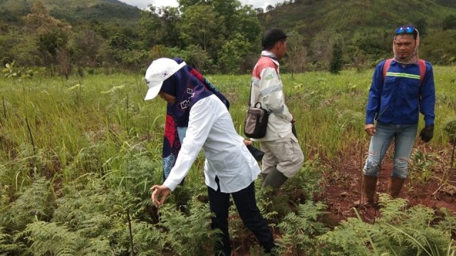 Ainun Jariah memantai tanaman rehabilitasi DAS milik Adaro Indonesia di Gunung Pamotan. Foto: Dishut Kalsel