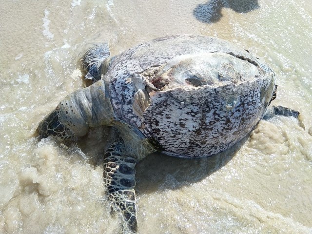 Seekor penyu hijau ditemukan mati di Pulau Temajo, Kabupaten Mempawah, Kalbar. Foto: Seasoldier Mempawah