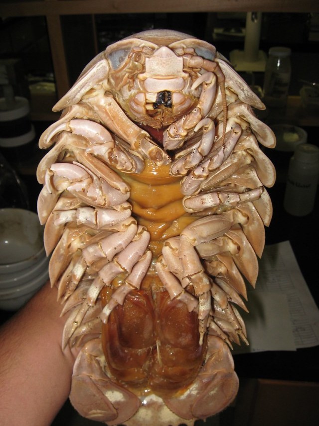 Isopoda besar dengan nama ilmiah Bathynomus giganteus. Foto: flickr/Ryan Moody