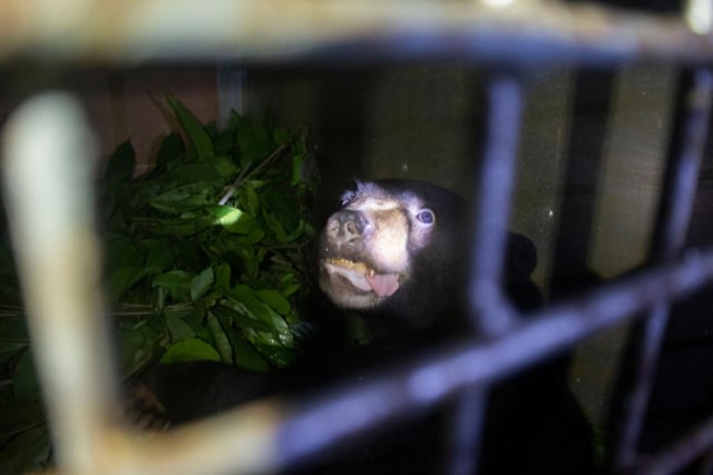 Beruang madu bernama Nanjung sesaat hendak dilepasliarkan. Foto: Dok IAR Indonesia 