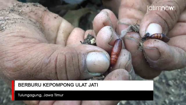 Video: Berburu Kepompong Ulat Jati