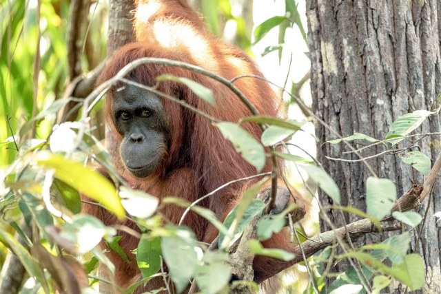 Taman Nasional Tanjung Puting Perpanjang Penutupan hingga 15 Agustus 2021 (157557)