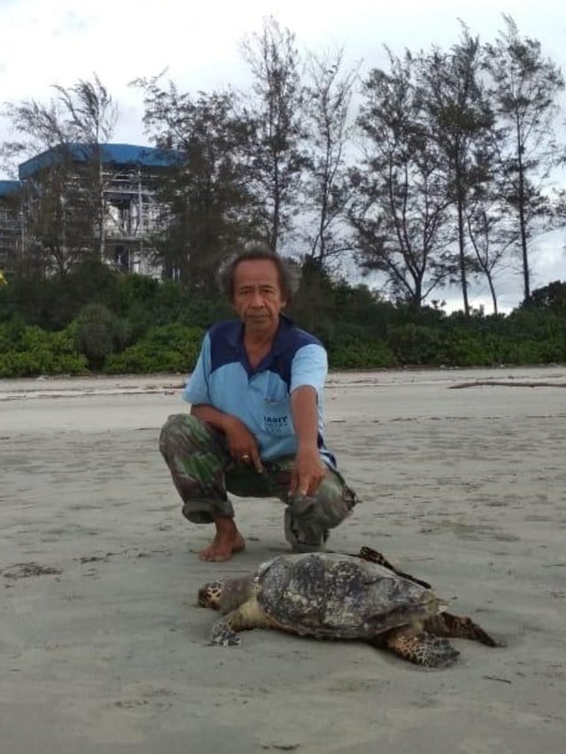 Penyu yang mati terdampar di Pantai Teluk Sepang.
 Foto: Dok. Kanopi Hijau Indonesia