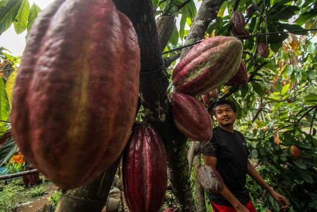 Dampak Perubahan Iklim Petani Kakao  Harus Waspada dengan 