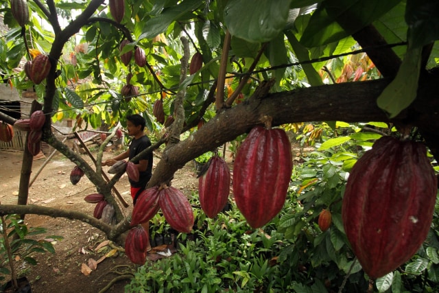 Dampak Perubahan Iklim Petani Kakao  Harus Waspada dengan 