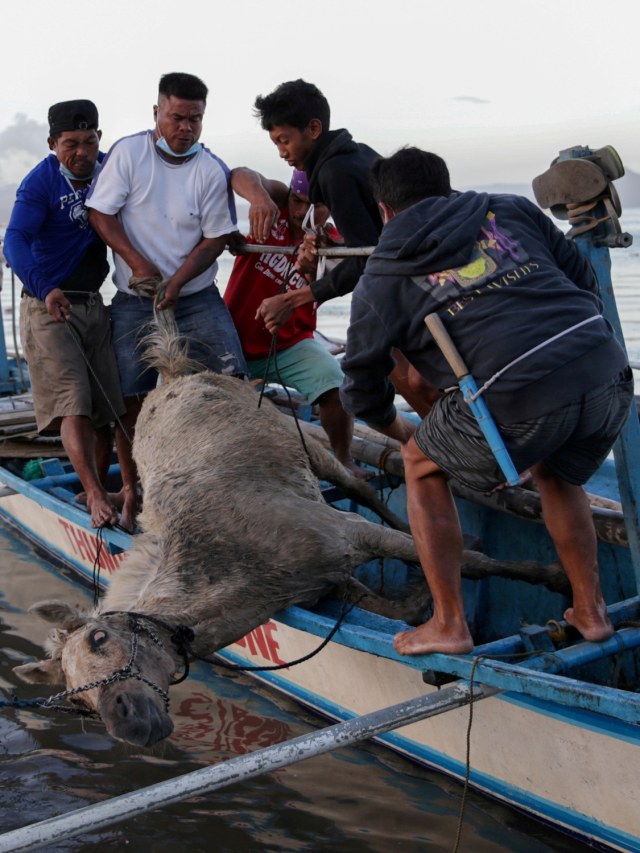 Warga mengevakuasi kuda ke wilayah Talisay, Batangas, Filipina sejak Kamis (16/1). Foto: REUTERS/Eloisa Lopez