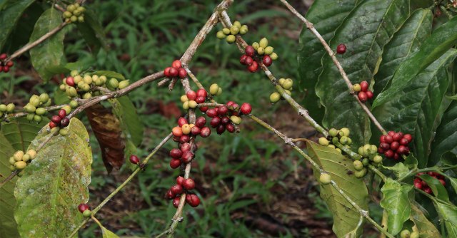 Buah kopi di perkebunan Paputun, Kampung Manainin, Distrik Kosiwo, Kabupaten Kepulauan Yapen, Provinsi Papua (Yayasan EcoNusa/Lutfy Mairizal Putra)