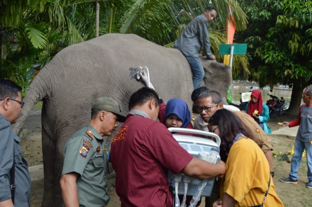 Ngatini, Gajah Sumatera (20) Mengandung 4 Bulan. Foto: BBKSDA Riau