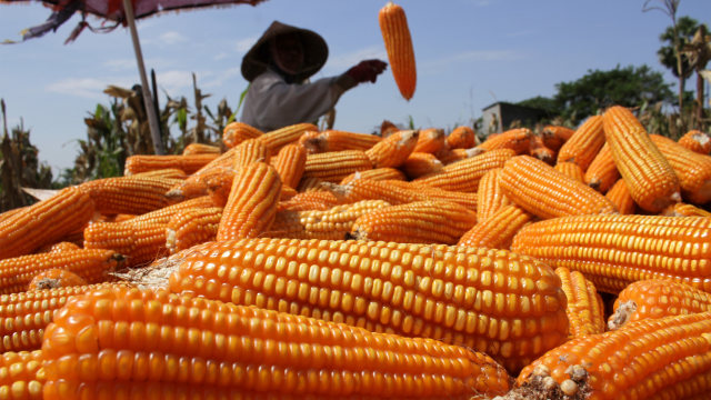 Petani menyortir hasil panen jagung. Foto: ANTARA FOTO/Arnas Padda