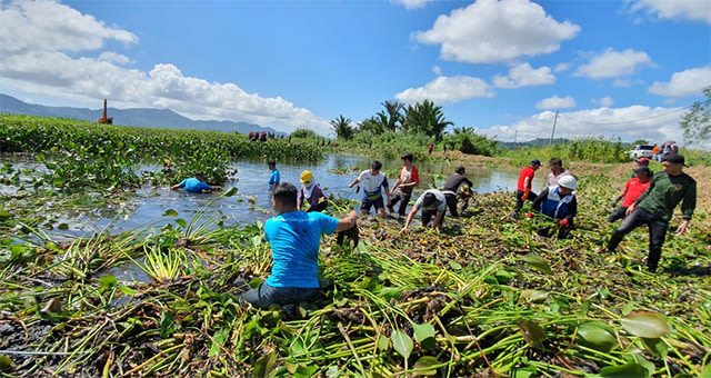 Staf PLN UP3 Manado saat membantu membersihkan Eceng Gondok dari Danau Tondano (foto: istimewa)
