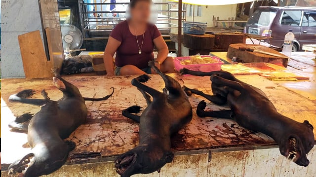 Suasana salah satu lapak di Pasar Tradisional Kota Manado yang menjual daging anjing (foto: febry kodongan)