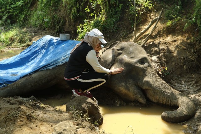 Cerita Hewan Gajah Kisah Neneng Gajah Berusia 55 Tahun yang Mati di Medan 