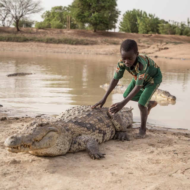 Seorang anak laki-laki duduk di atas buaya di sebuah kolam di Bazoule, Burkina Faso. Foto: AFP/OLYMPIA DE MAISMONT