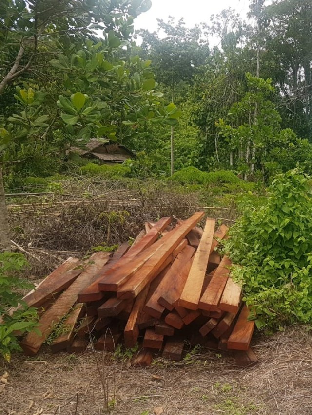 Puluhan balok kayu ilegal jenis bayam yang diamankan BKSDA Sultra, dari hutan Suaka Margasatwa, Tanjung Peropa, Foto: Lukman Budianto/kendarinesia.