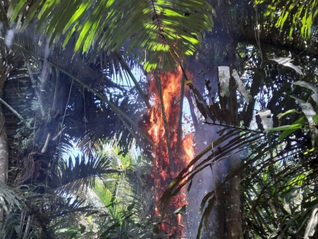 Tampak pohon enau yang dibakar di Morotai, Maluku Utara. Foto: Istimewa