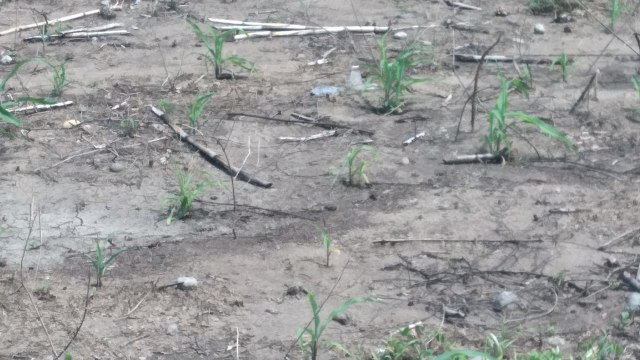 Tanaman jagung warga Desa Aeramo yang terancam layu dan kering akibat kemarau berkepanjangan di Kabupaten Nagekeo. Foto: Arkadius Togo. 