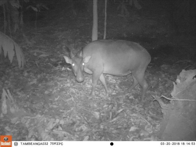 Anoa tertangkap kamera pengintai milik BKSDA Sultra, Foto: Dok BKSDA Sultra.