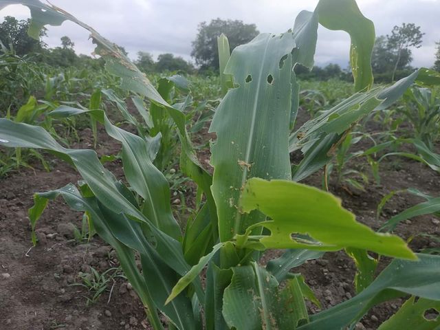 Serangan hama ulat gerayak yang merusak daun tanaman jagung warga di Desa Watuliwung, Kabupaten Sikka. Foto: istimewa. 