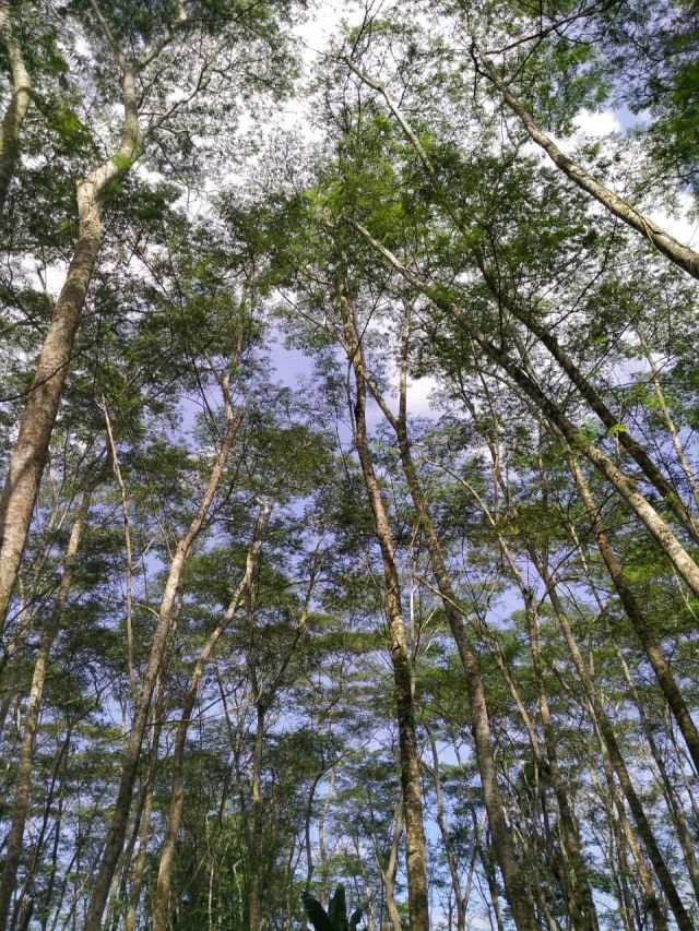 Objek wisata Hutan Albasia di Desa Kuala Dua, Kecamatan Sungai Raya, Kabupaten Kubu Raya. Foto: Lydia Salsabilla/Hi!Pontianak