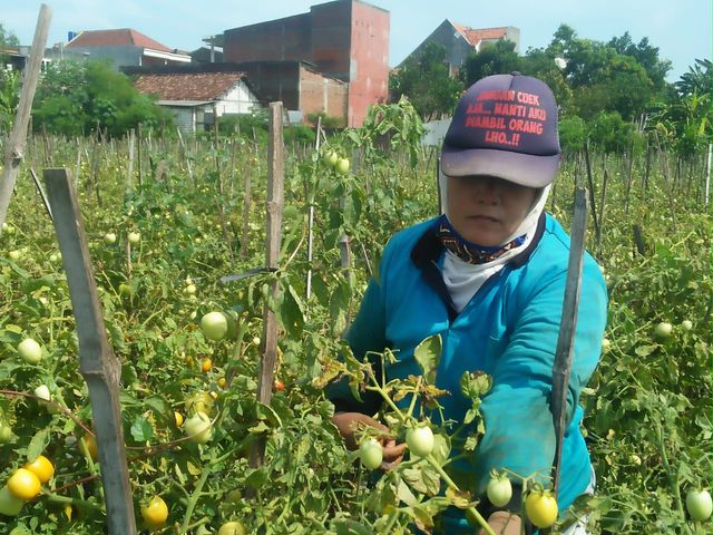 Salah satu anggota kelompok Tani Bringin Makmur sedang memanen hasil tomat servo. Foto-foto : Amanah Nur Asiah/Basra