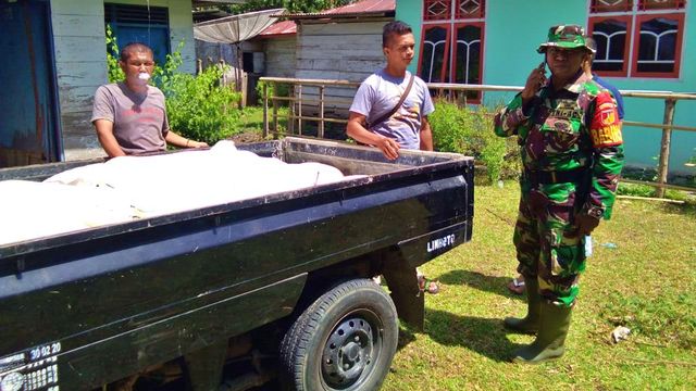 Koramil Tibawa, Kabupaten Gorontalo, Provinsi Gorontalo, berhasil menyita 500 liter minuman keras (Miras) jenis cap tikus di salah satu rumah warga. Sabtu, (1/2). Foto: Dok istimewa