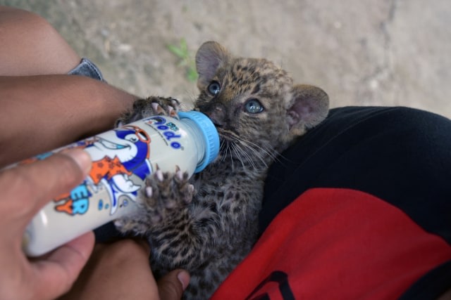 Seekor bayi Leopard (Panthera Sp.) minum susu dari botol saat berada di kandang penitipan di Kebun Bintang Kasang Kulim, Riau.  Foto: ANTARA FOTO/FB Anggoro
